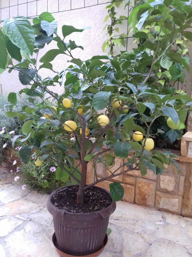 סטארי גראד Apartments Ljubo מראה חיצוני תמונה